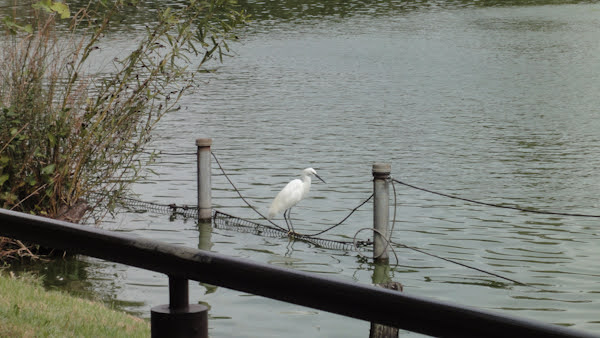 an egret near the pond